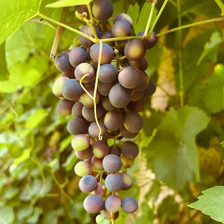 Vakantiehuis Cosy Lehde